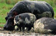 Hippo family in Ngorongoro Crater
